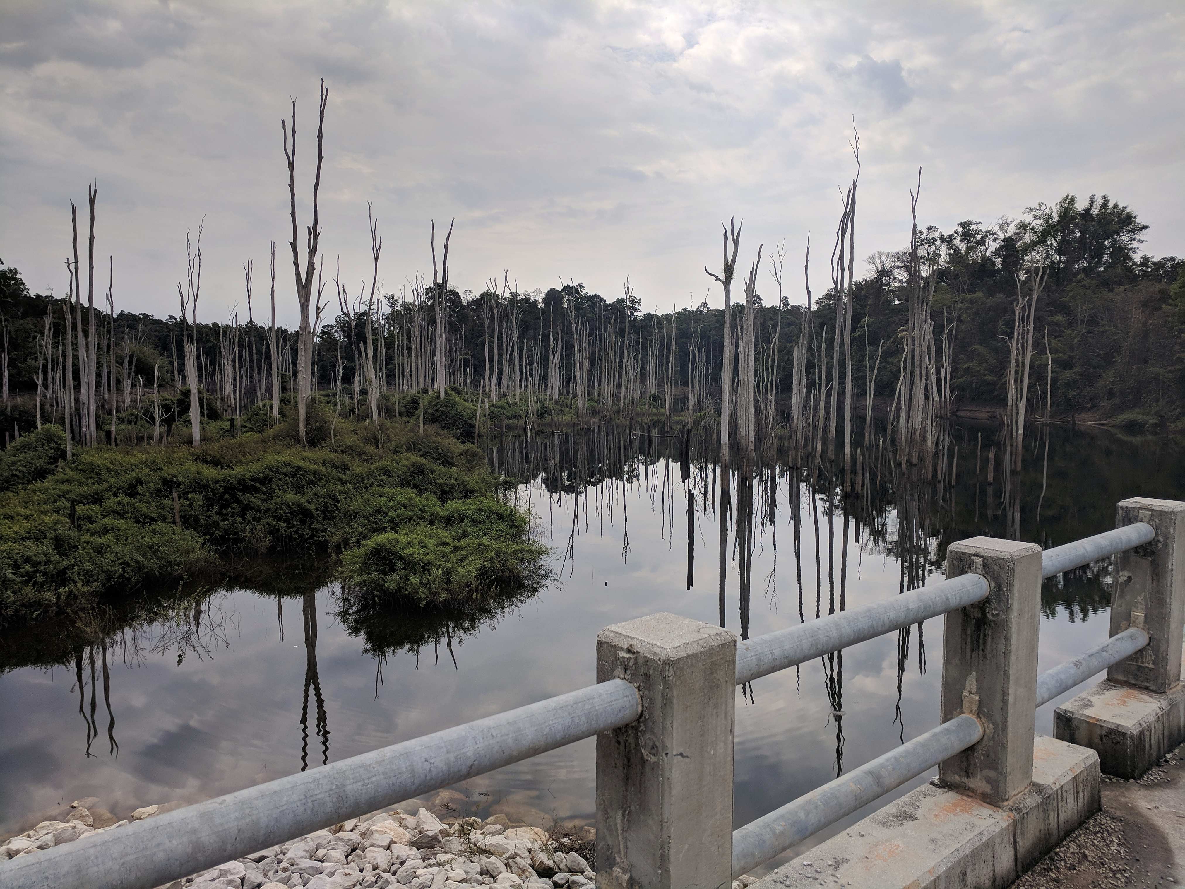 Weird trees